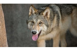 A farkas is képes személyes kapcsolatot kialakítani az emberrel