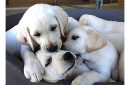 Nevelőgazdi kerestetik!