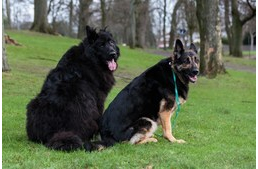 A század kutyatartási szokásai veszélyt jelentenek az ebekre