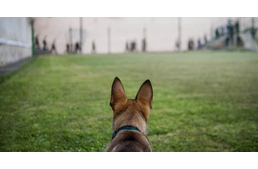 A legcukibb börtönőr - Zserbó, a kábítószer-kereső tanonc