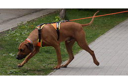 Újabb óriási siker a mentőkutyásainknál: különleges vizsgát teljesített a magyar mantrailinges páros