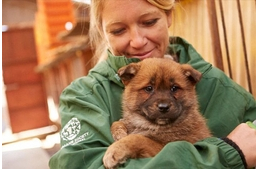 Megmenekültek a kutyakölykök