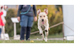 Kutyajó nap volt hétvégén Szombathelyen