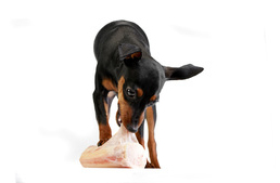 Nyers étrend az egészséges kutyákért!