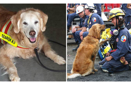 Átkelt a szivárványhídon 9/11 utolsó élő mentőkutyája