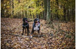 Jótékonysági futás az árva kutyákért