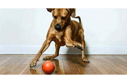 Ilyen lesz a jövő kutya-játéka?