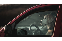 Nem elég bekapcsolva hagyni a klímát: két kutya halt meg Missouriban a napon parkoló forró autóban