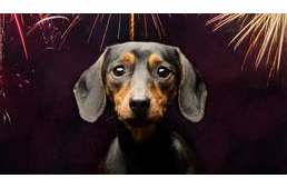 Szilveszteri égzengés - vigyázz kutyádra, előzd meg a bajt!
