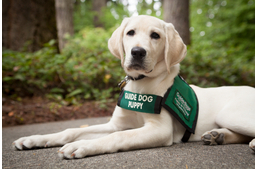 Vakvezető ABC – I, mint ivartalanítás