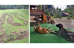 Kutyamedence készül Budapesten!