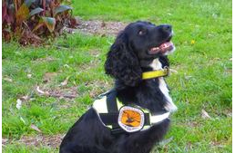 Hallottál már Gyomkereső kutyáról?