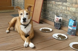 Íme a nagy táp-teszt! Drágább a jobb?