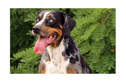 Eltűnt egy különleges megjelenésű kutya