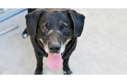 Last minute - 1% - 2019 - már csak pár napod van rendelkezni az adód 1%-áról!