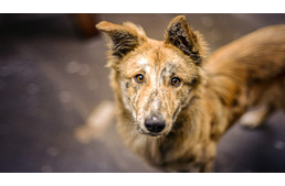 Segíts a menhelyi állatokon: ne feledkezz el rendelkezni adód 1 százalékáról!