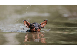 Kutyabarát strandok és fürdőhelyek Magyarországon - 2019