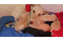 A törött lábán bicegve vezette el éhező kölykeihez az anyakutya a megmentőit