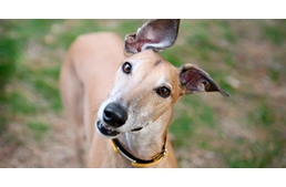 Csöndes kutyák, avagy ők miért nem ugatnak?