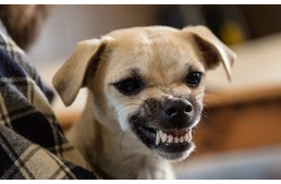 Hormonális okai lehetnek a kutyák agresszív viselkedésének?