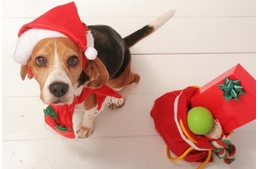 Játék a kutyának - SK/DIY