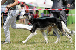 Rekordnevezés érkezett a szilvásváradi nemzetközi kutyakiállításra