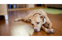 Alacsony vérnyomásra gyógynövények