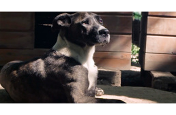 "Nem aggódom. Biztosan visszajönnek értem" - Alfi kutya története