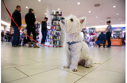 Ez a kölyöknap biztosan állati lesz az AsiaCenterben!