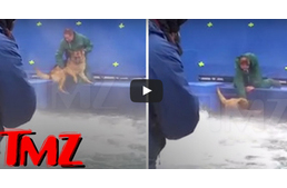 Állatkínzás az “Egy kutya négy élete” forgatásán?