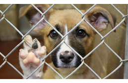 Ötszáznál is több kutyának sikerült menedéket biztosítani a télen