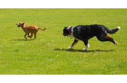 Negyed évszázad az állatvédelemben