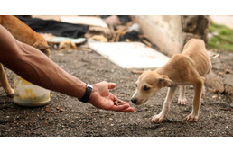 Ne bántsd az állatot!  - Az állatok védelméért készült rap szám