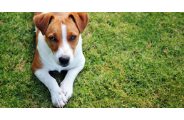 Érzékenység, allergia - függ a kutya fajtájától is?