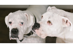 Magyar Állatorvosi Kamara: Nem terjesztik a kutyák és macskák a humán koronavírust!