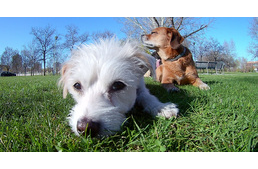 „Az ismerősöm kutyája mindenhol póráz nélkül sétál…” Jó, de hogyan?