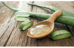 Aloe Vera kutyáknak - gyógynövény a természet patikájából