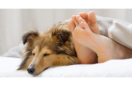 6 érv, miért aludj minden este kutyával