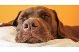 Szívmelengető hír a kutatóktól: kutyusaink főként velünk álmodnak!