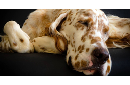 Ismét találtak egy hasonlóságot a kutya és az ember agyának működésében