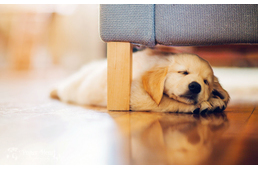 Álmodnak a kutyák?