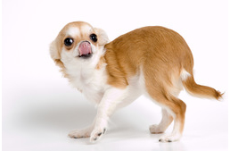 Kutyaharapást szőrével? A rehabilitáció lehetőségei II.