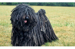 Az állatvásárok hangulata a Göcseji Falumúzeumban - kutyás bemutatókkal is várják az érdeklődőket