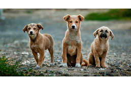 Budapest legmenőbb helyei összefognak a hontalan állatokért