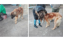 Csodálatos megmenekülés: 4 hónap után került elő az elveszettnek hitt kutya