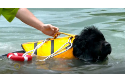 Kutya tanítja a strandolás szabályaira a gyerekeket