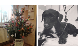 Árva Állatok Karácsonyfája - óriási szüksége van a segítségre az állatvédő egyesületnek