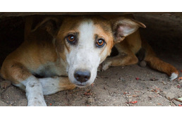 "Te nem érdemled meg ezt a csodálatos kutyát." - nyílt levél egy szívtelen gazdának