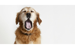 Kutya és gazdi között is ragadós az ásítás