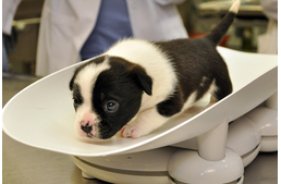 Kölyökkutyád van? Íme 10 gyakori betegség, melyről tudnod kell